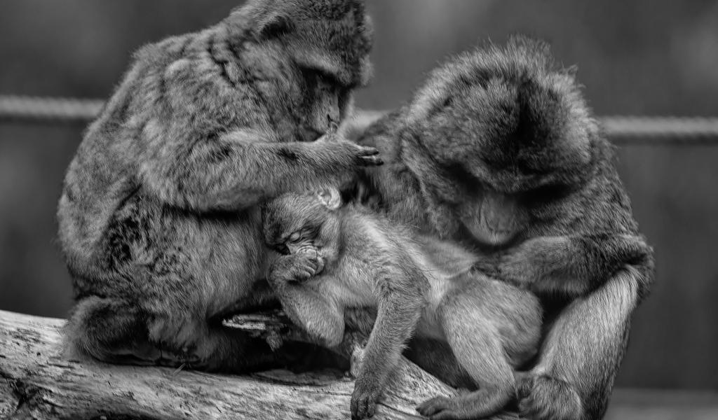 Семья обезьян черно-белое фото 