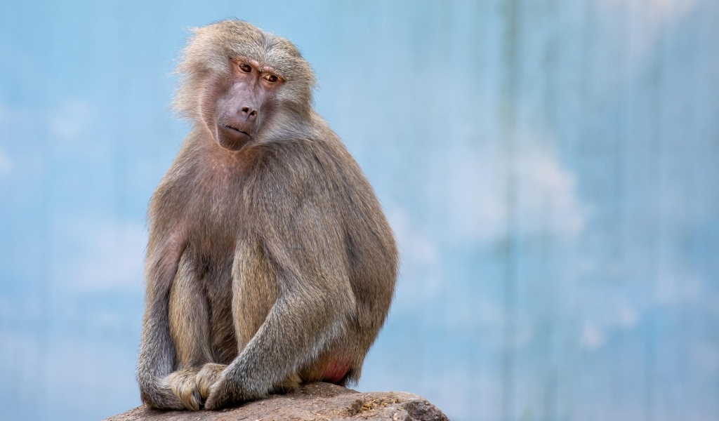 Грустная обезьяна сидит на камне в зоопарке