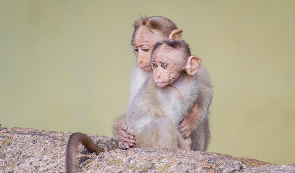 Две маленькие обезьяны на камне