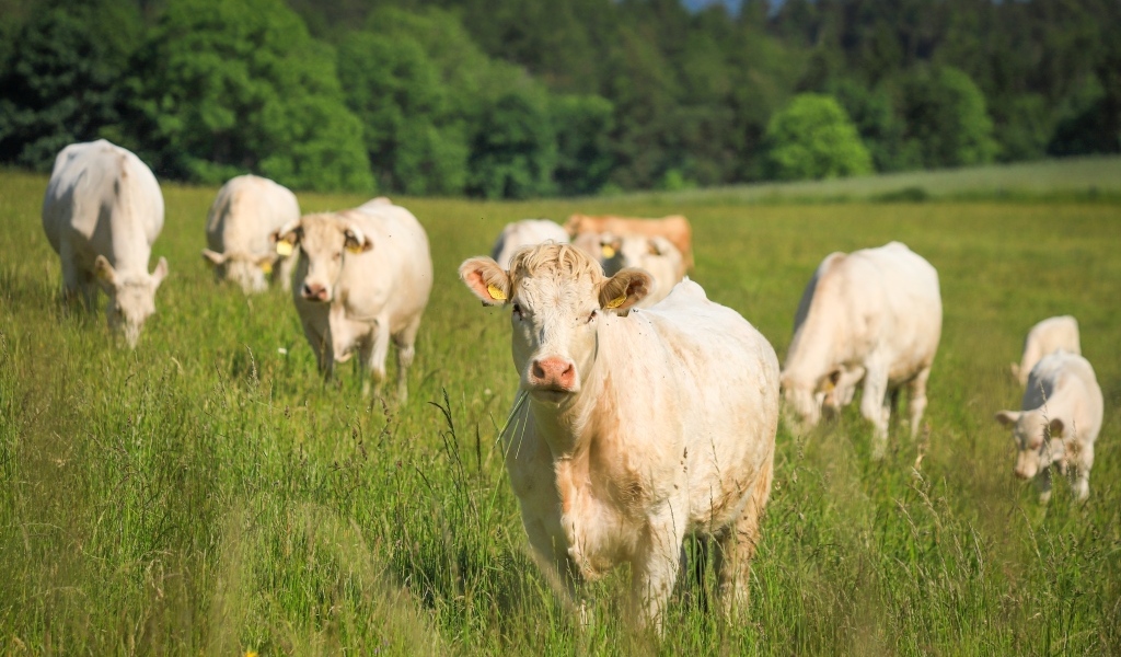 Стадо коров пасется на зеленой траве