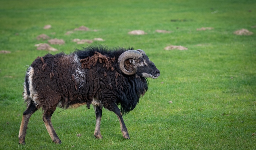 Большой старый не стриженный баран