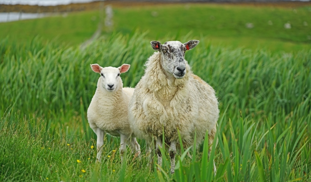 Большая овца с ягненком в зеленой траве
