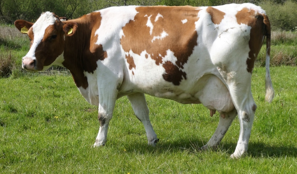 Большая белая корова с коричневыми пятнами