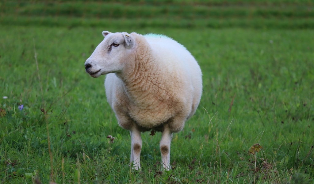 Большая белая овца на зеленой траве 