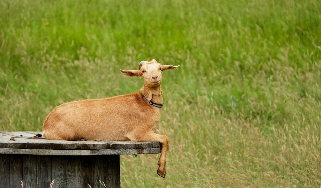 Домашняя коричневая коза на поле