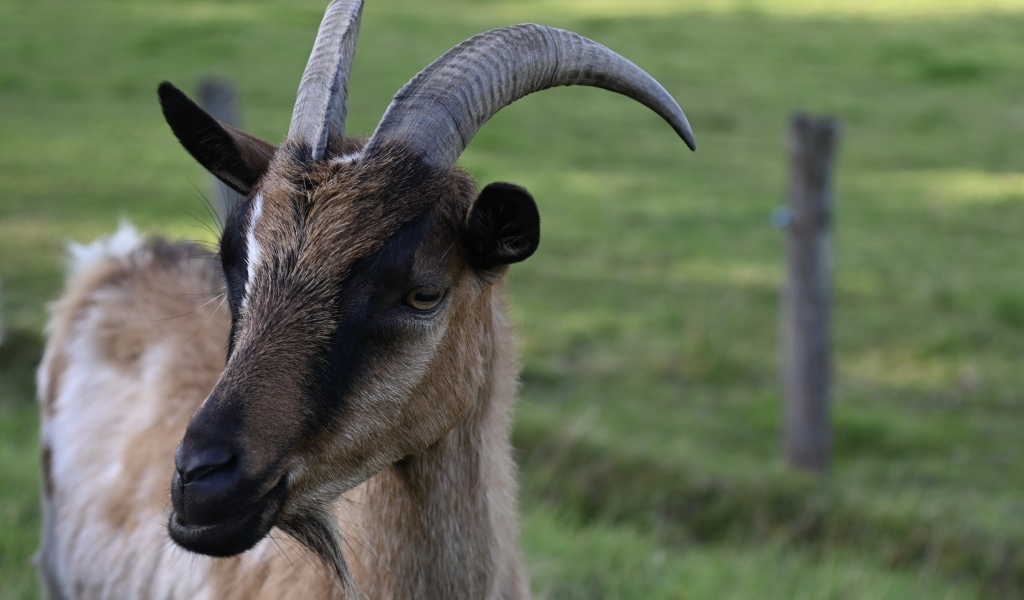 Домашняя коричневая коза с острыми рогами