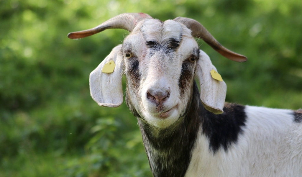 Домашняя коза с рогами