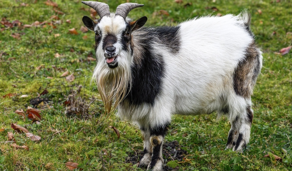 Козел с длинной бородой