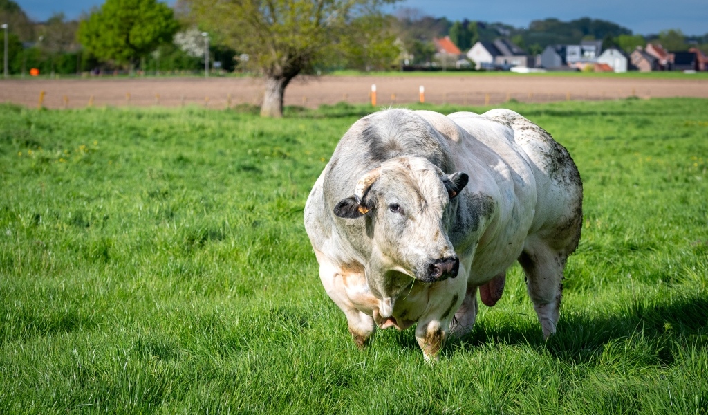 Огромный белый бык на зеленой траве