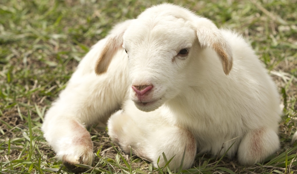 Маленький белый ягненок на зеленой траве