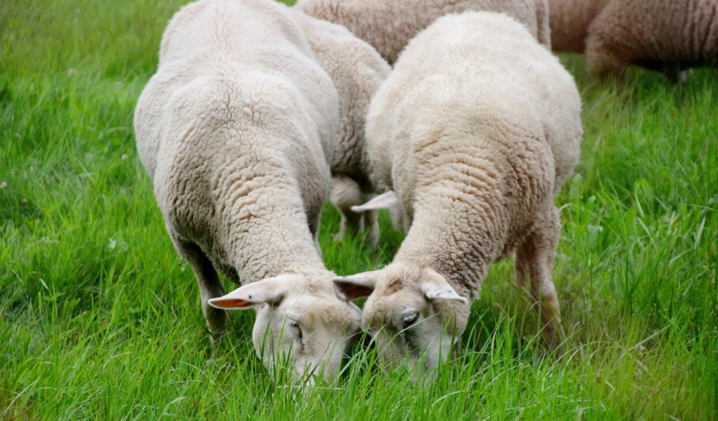 Овцы пасутся на зеленой траве