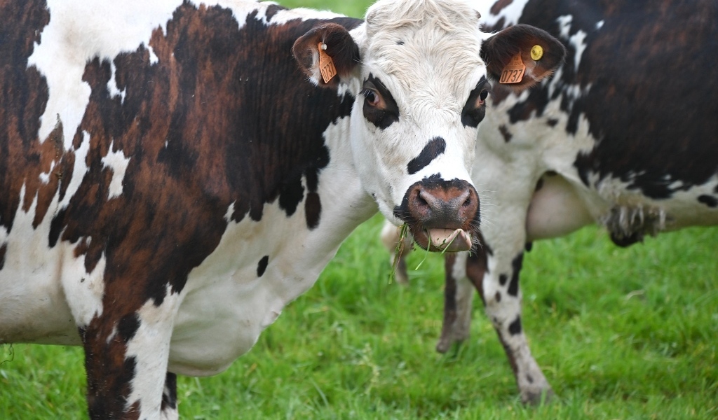 Пятнистые коровы на ферме 