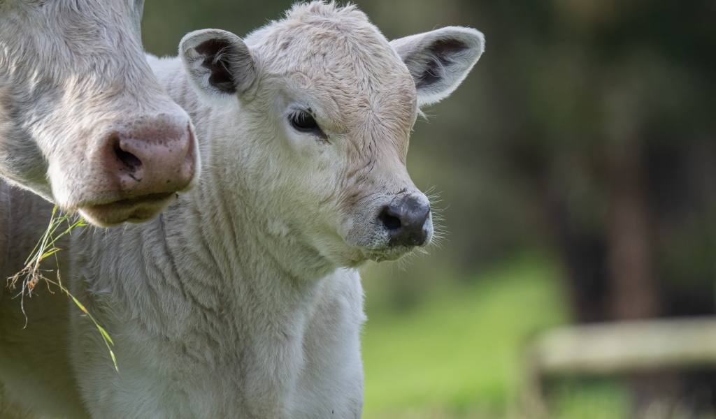 Белый теленок с коровой 