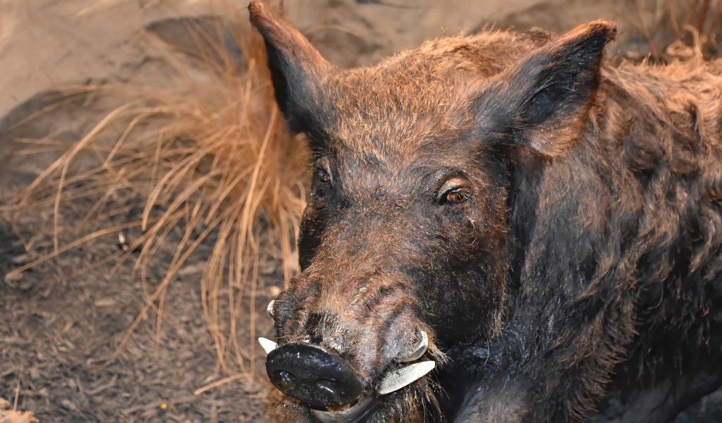 Большой дикий кабан крупным планом