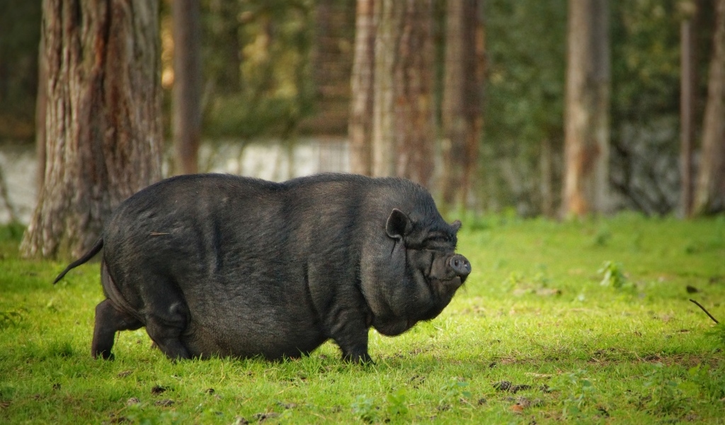 Черная карликовая свинья в парке