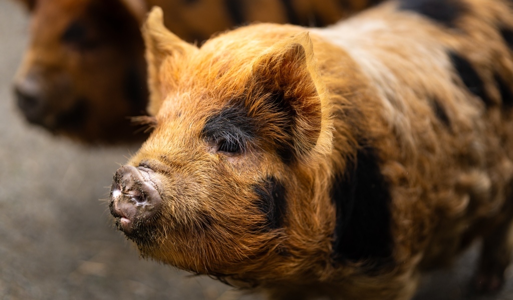 Большая домашняя коричневая свинья