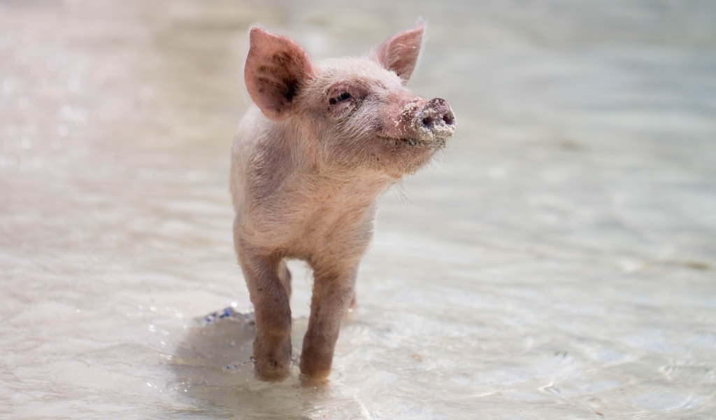 Маленький розовый поросенок идет по воде