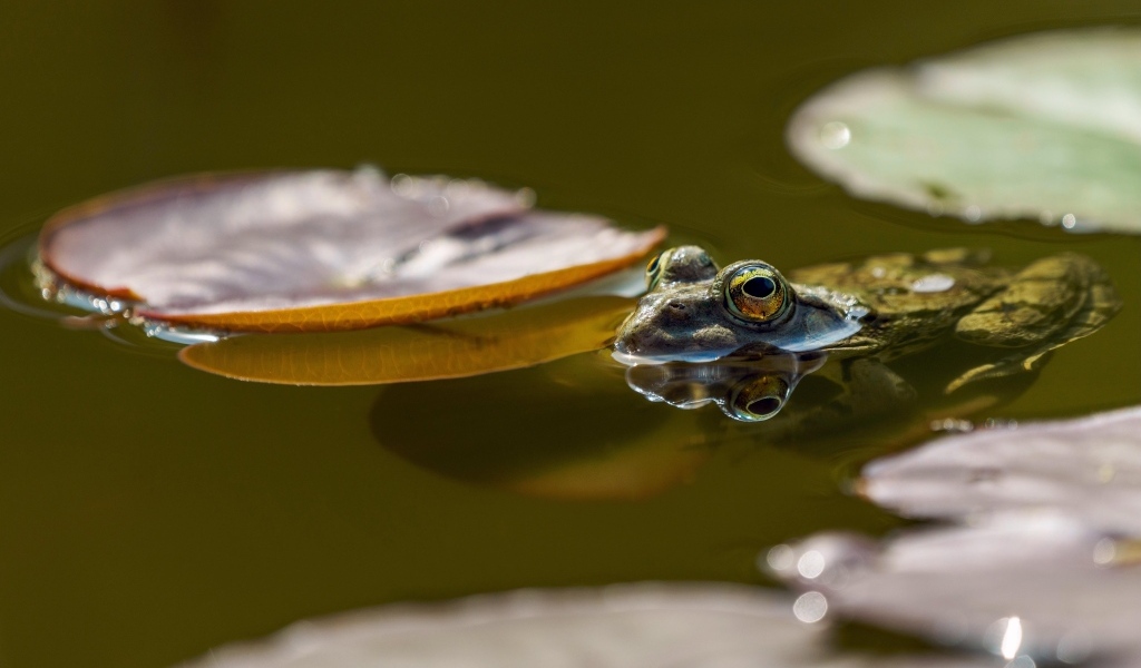 Лягушка сидит в пруду с листьями водяной лилии 