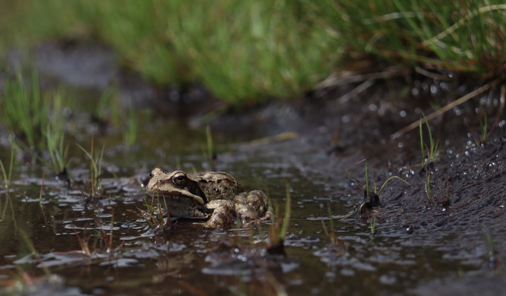 Лягушка сидит в луже во время дождя