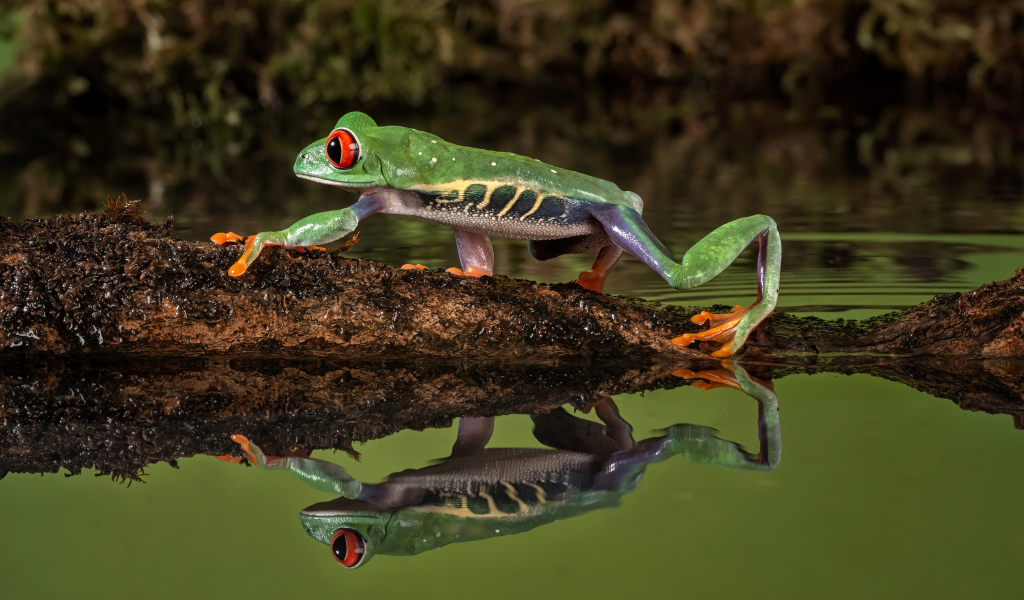 Зеленая лягушка на ветке отражается в воде