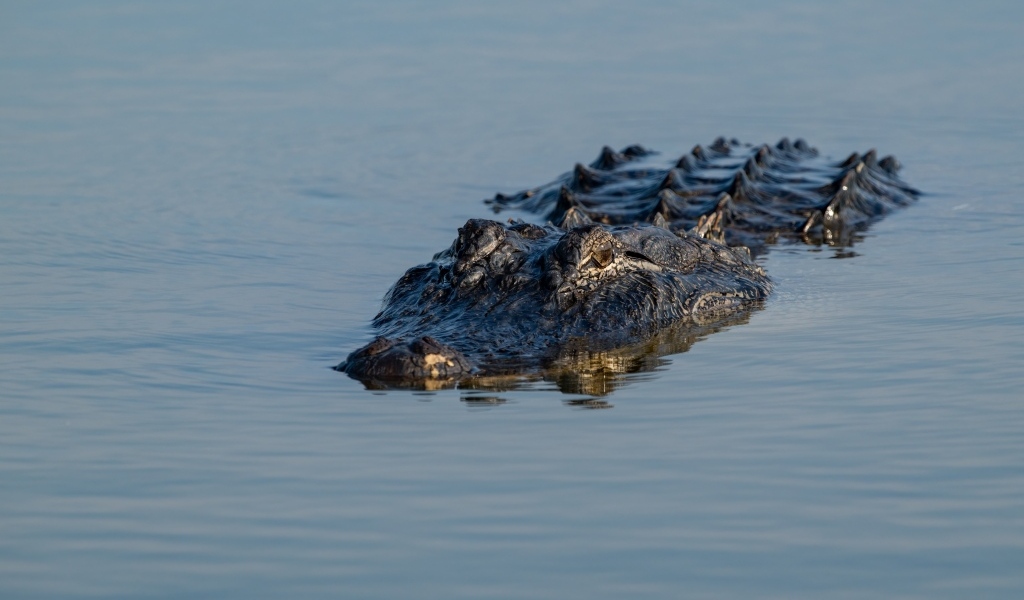 Большой аллигатор плывет по воде