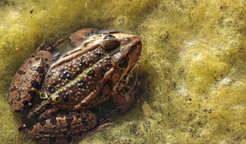 Большая жаба сидит в водорослях 
