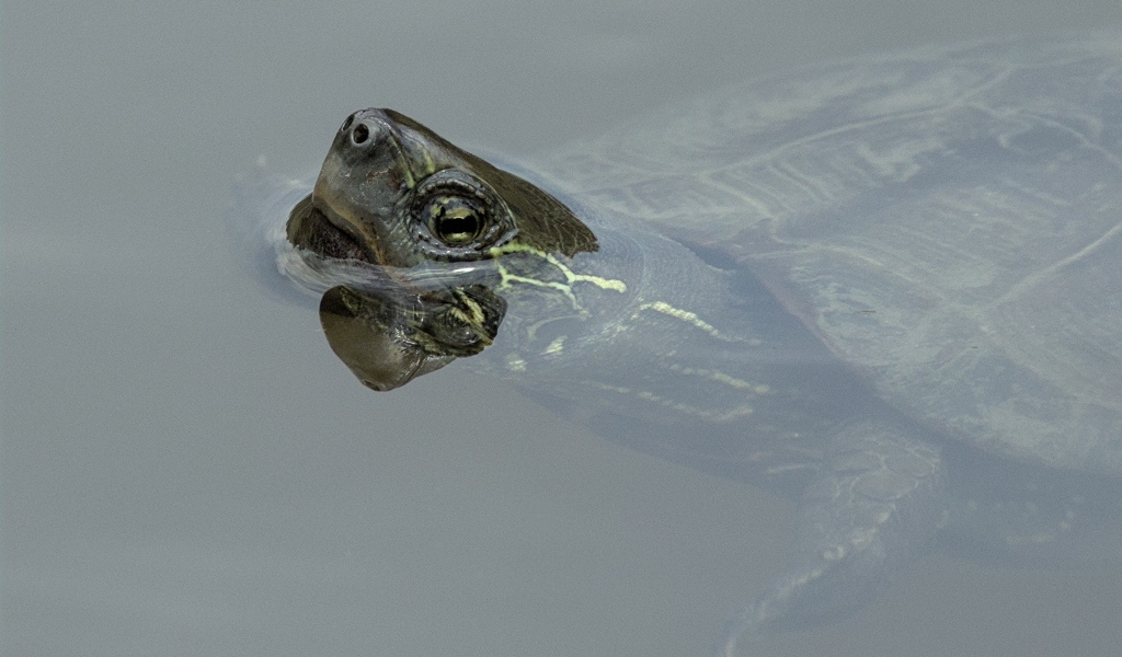 Большая черепаха плавает в воде