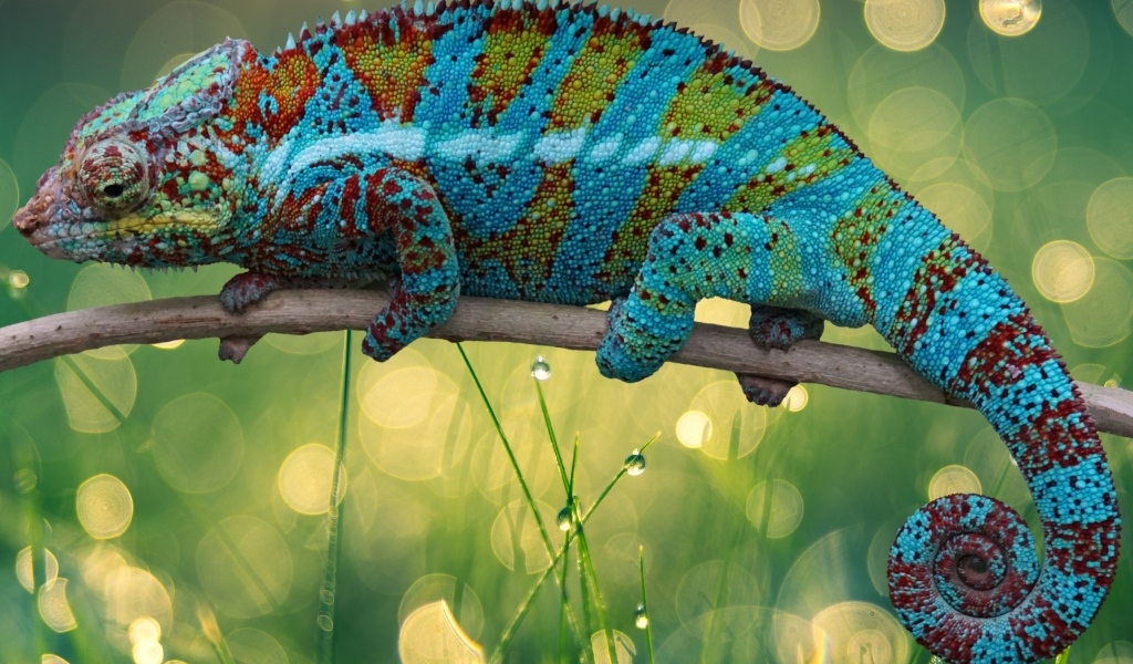 Красивый яркий хамелеон сидит на ветке