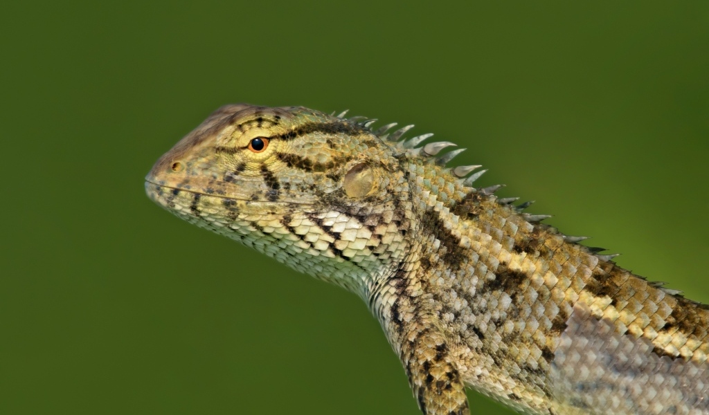 Красивая ящерица на зеленом фоне