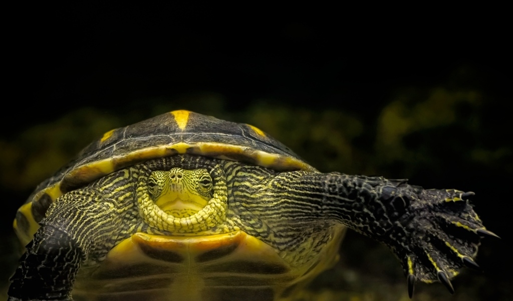 Большой китайская полосатая черепаха в аквариуме