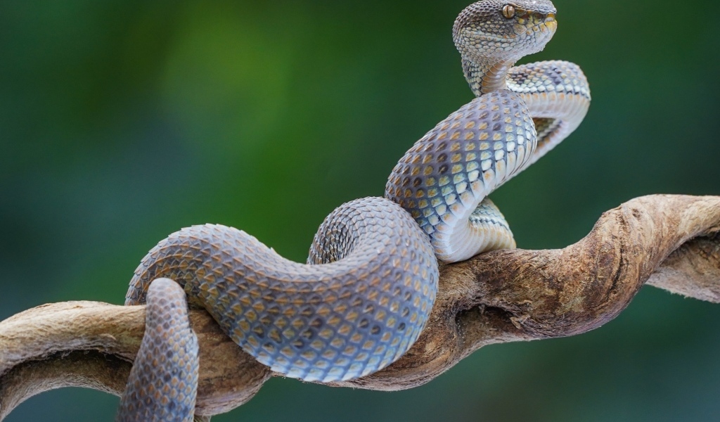 Большая голубая змея на ветке 