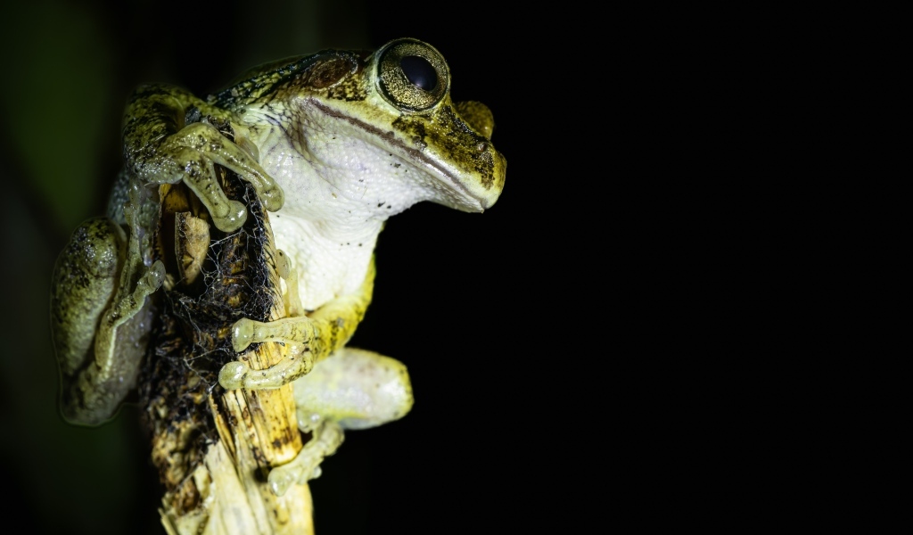 Большая зеленая лягушка сидит на ветке на черном фоне