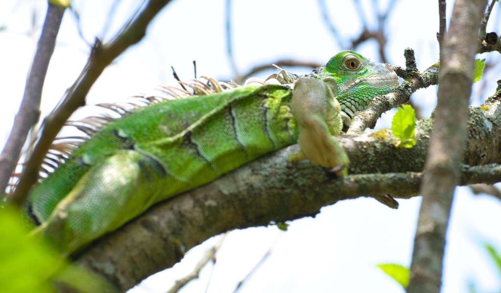 Большая зеленая игуана на ветке
