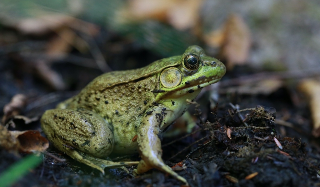 Большая зеленая жаба на земле