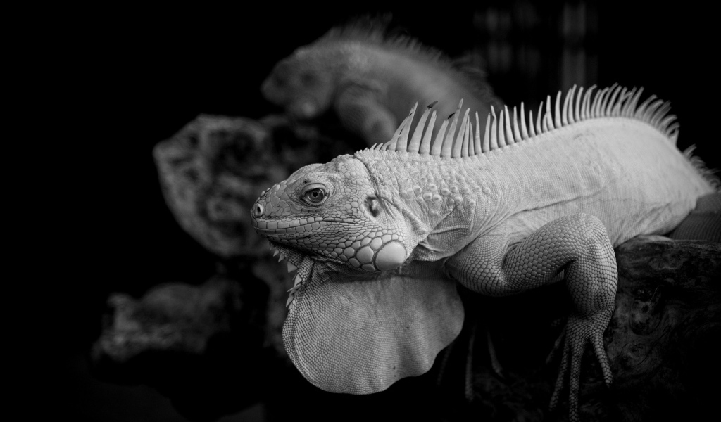Черно-белое фото игуаны