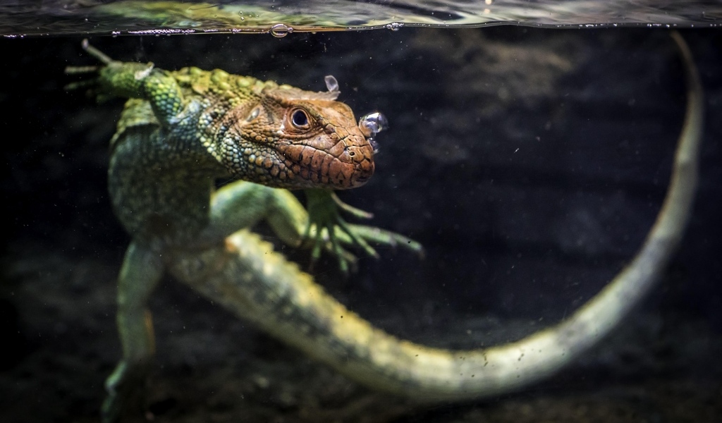 Ящерица кайман плавает в воде