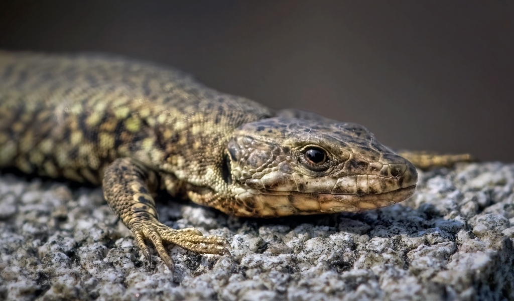 Серая ящерица сидит на камне
