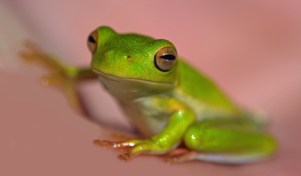 Зеленая лягушка на розовом фоне