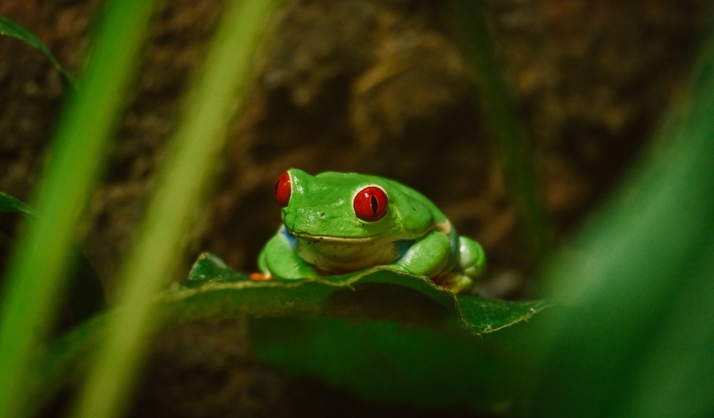 Зеленая лягушка с красными глазами сидит в листьях