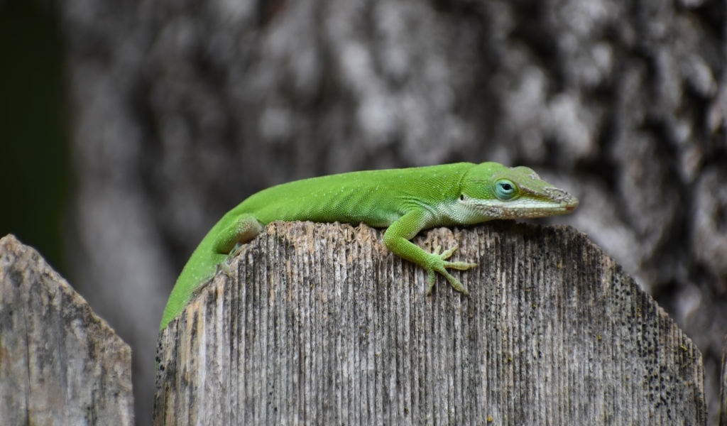 Зеленый геккон на заборе