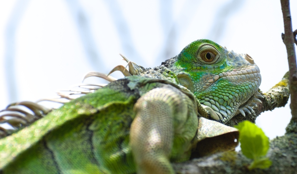 Зеленая игуана на ветке крупным планом