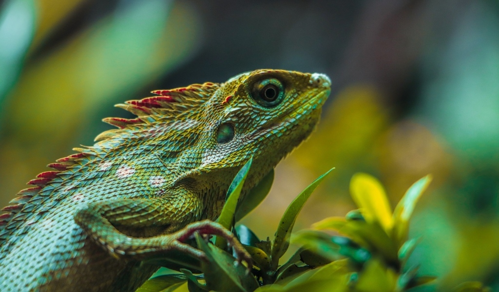 Зеленая ящерица сидит в зеленых листьях