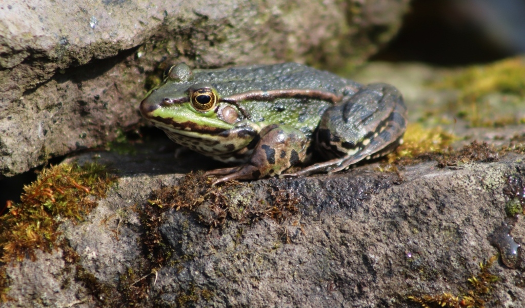 Зеленая прудовая лягушка на камне