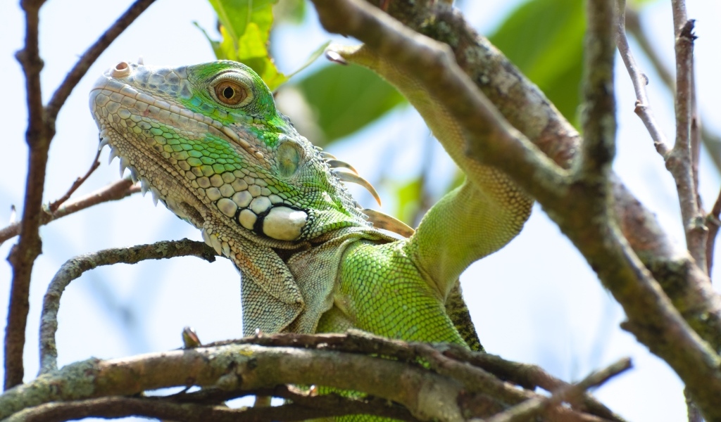 Крупная зеленая игуана в зарослях дерева 