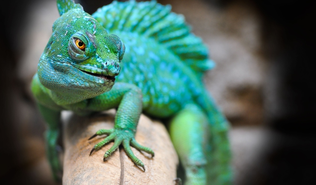 Большая зеленая игуана сидит на ветке