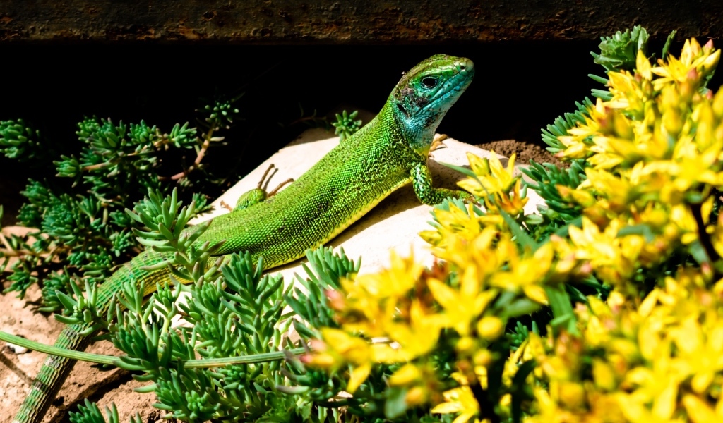 Большая зеленая ящерица в желтых цветах