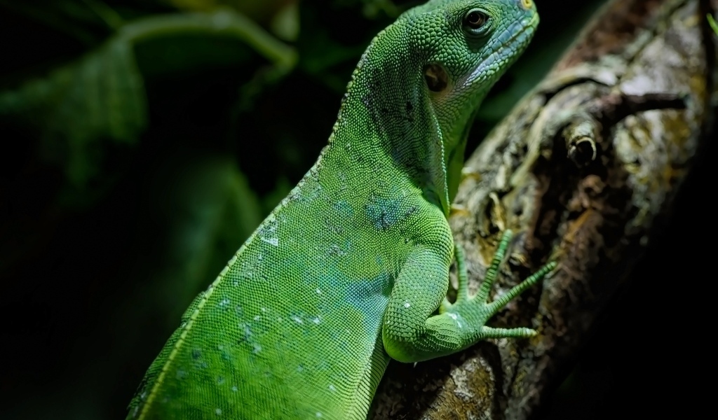 Большая зеленая ящерица с острыми когтями