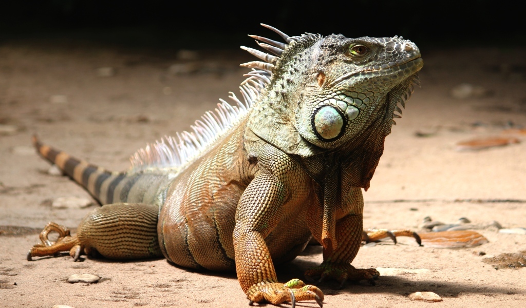 Большая игуана с острыми когтями
