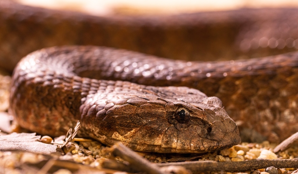 Большая ядовитая гадюка