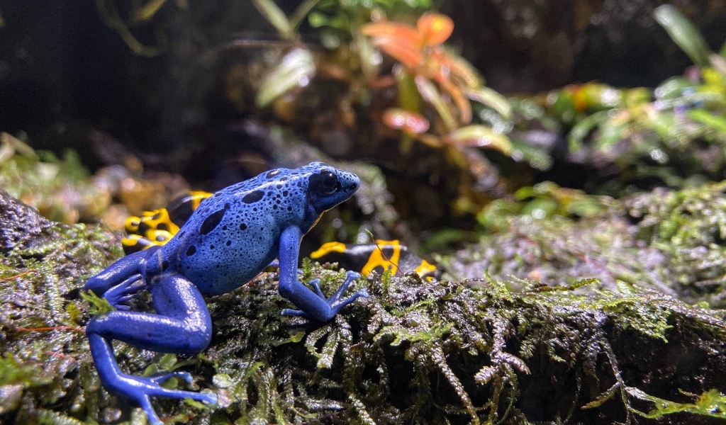 Маленькая голубая лягушка 